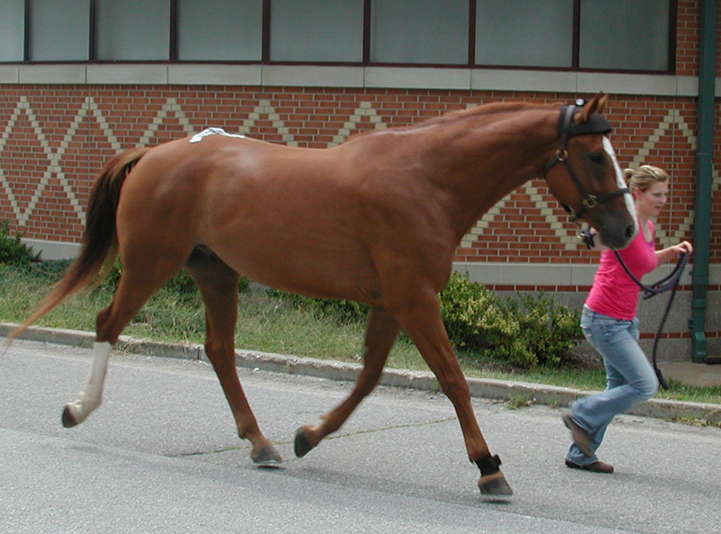 Mobile horse vet near 2024 me