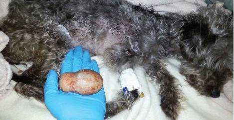 Small dog, huge bladder stone