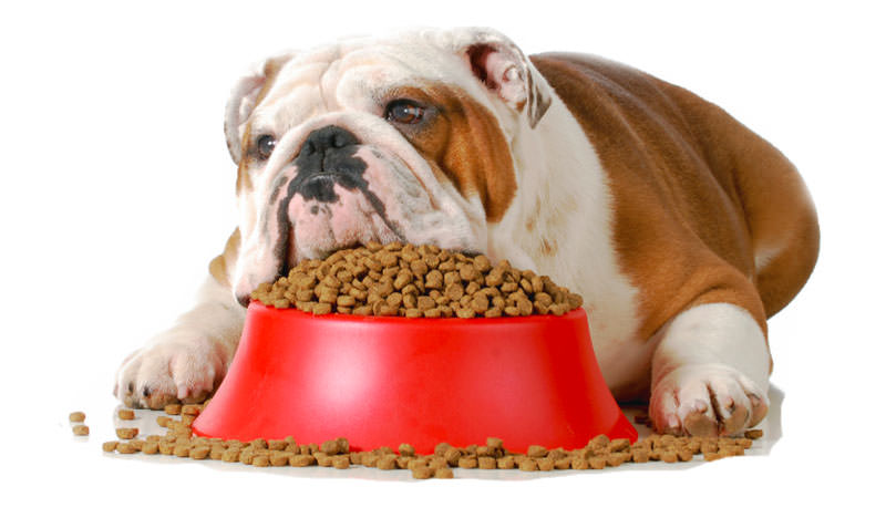 Obesity in Dogs