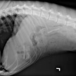 Honorable mention: Great Odin's Belly!