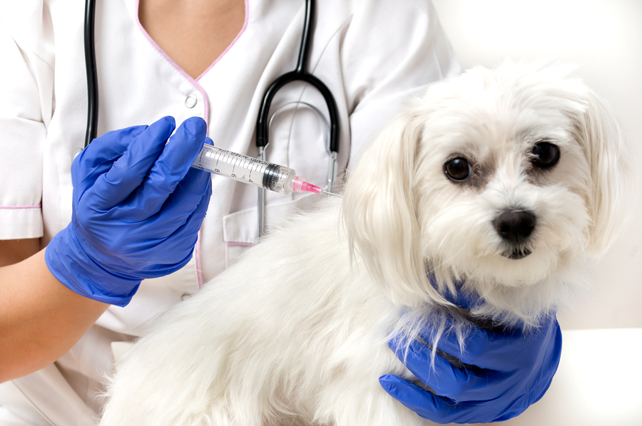 canine rabies vaccine