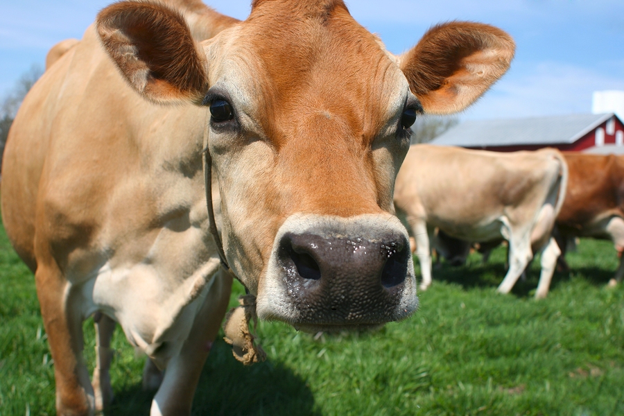 First Genomic Test for Jersey Cattle Launched by Zoetis