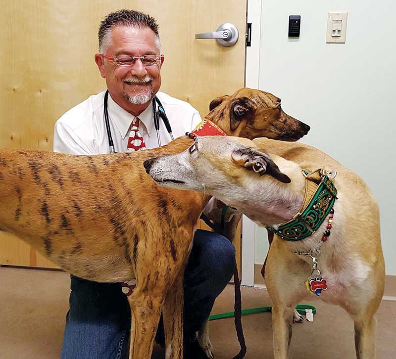 greyhound clinic