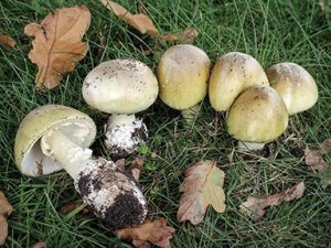 are mica cap mushrooms poisonous to dogs