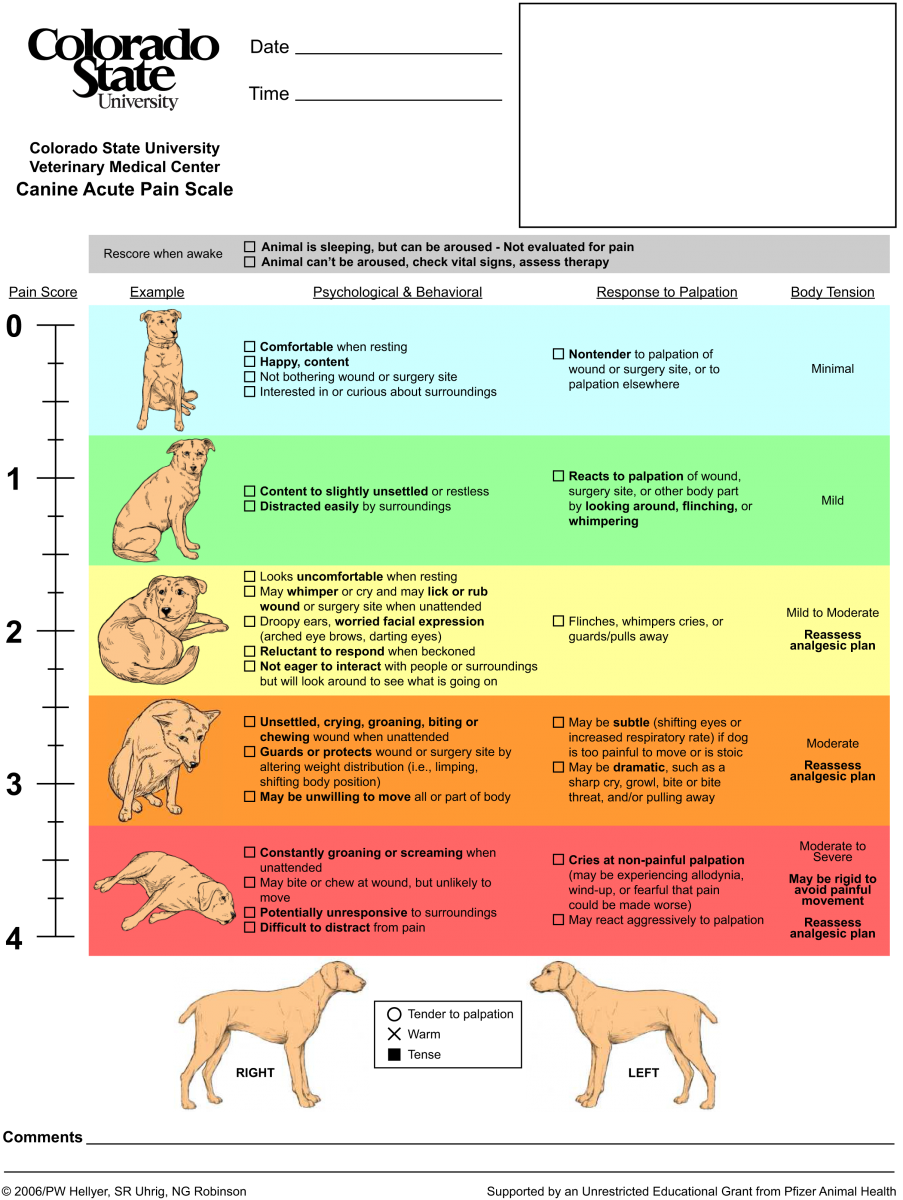 Download these pain scales - Veterinary Practice News Canada