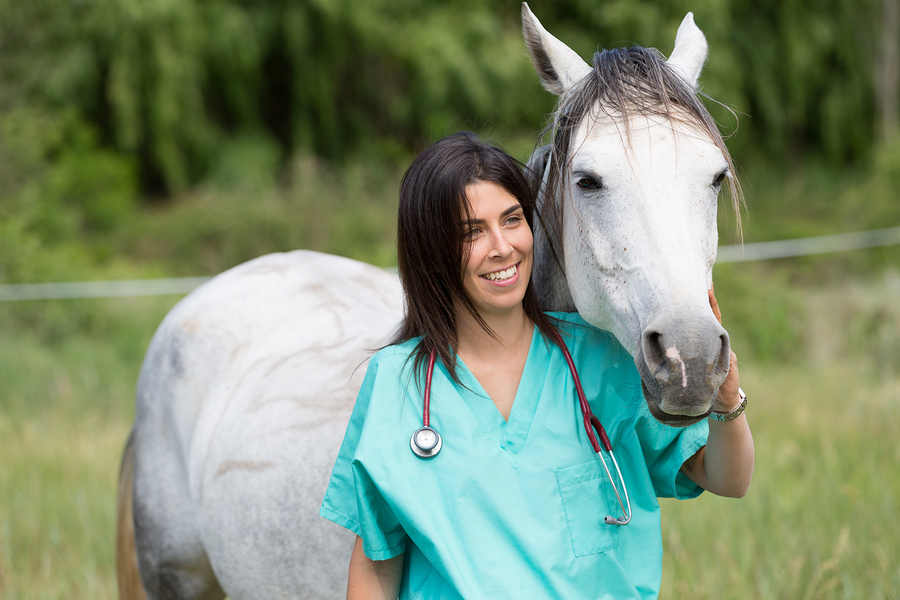 best equine vet near me