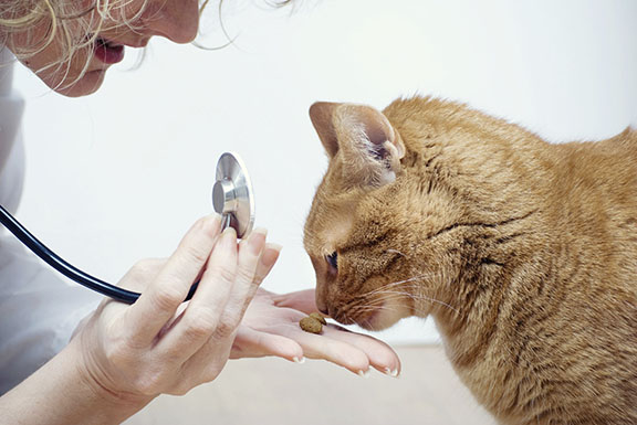 veterinarian cats