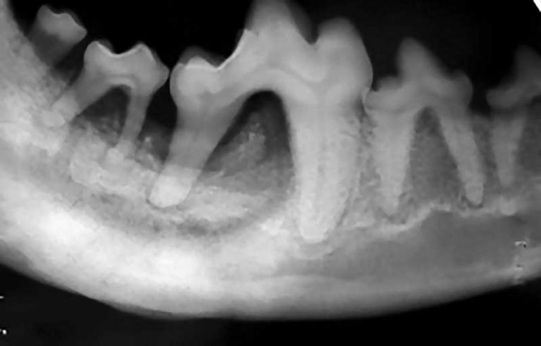 idiopathic-osteomyelitis-osteonecrosis-of-the-jaw-in-dogs