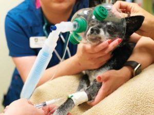 Premedication prior to dental surgery allows for a calm patient at induction and permits pre-oxygenation with a face mask.