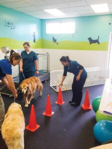 Previously a doggie daycare, this room was converted into a rehabilitation center, boosting this clinic's revenue to $10,000 per month from $1,500 per month.