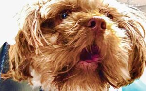 Waffles, a one-year-old Shih Tzu, who presented with inability to close the mouth. Photos courtesy John Lewis