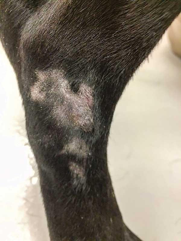 Types of best sale dermatitis in dogs