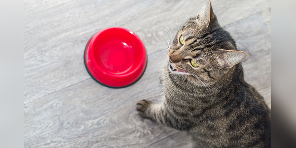 Cat food pulled due to <i>Salmonella</i>