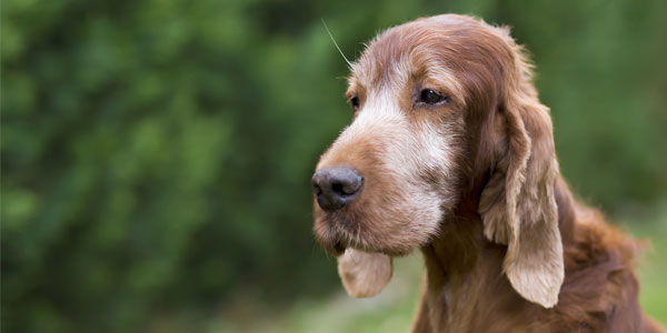 Current lifespan patterns in dogs