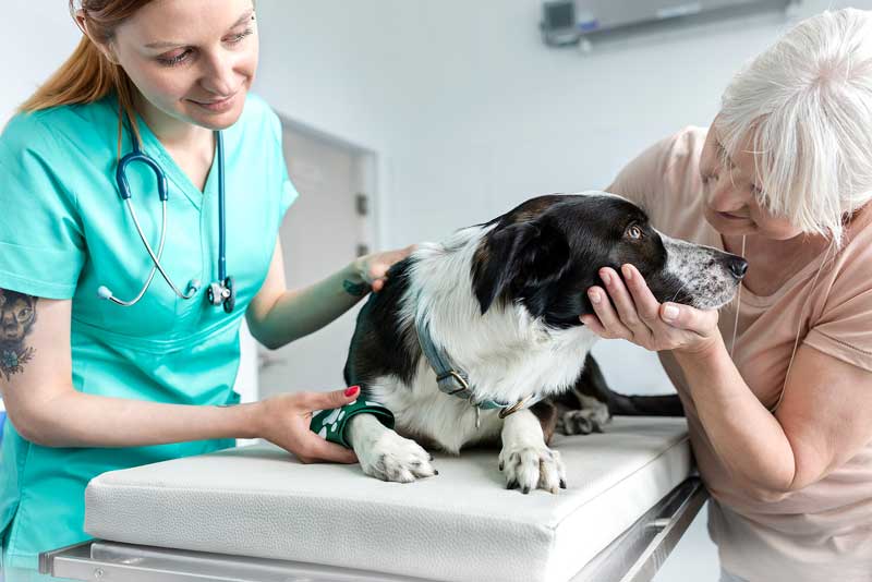 A look inside the open-hospital model of veterinary care