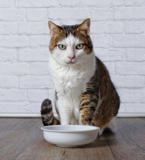 Building the ideal diet for aging cats Veterinary Practice News Canada