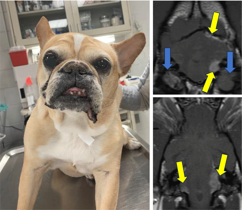 Examining brain diseases in French bulldogs