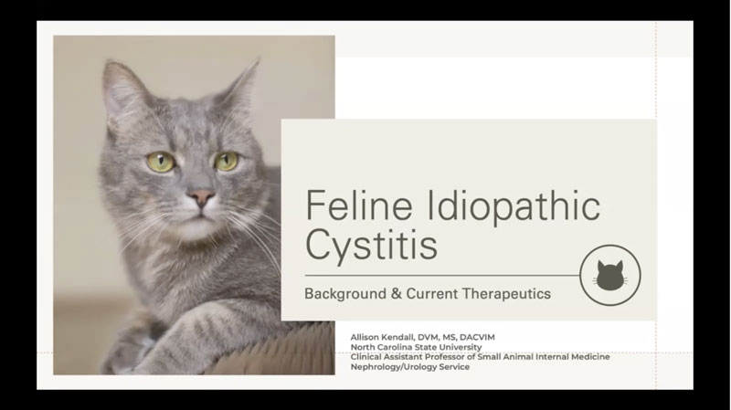 Feline Idiopathic Cystitis: Background and Current Therapeutics