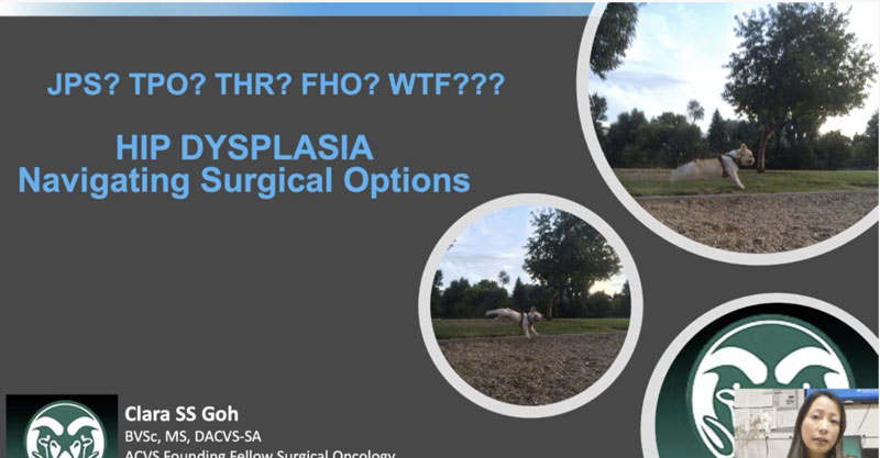 JPS? TPO? THR? FHO? WTFudge??? Navigating Hip Dysplasia Options