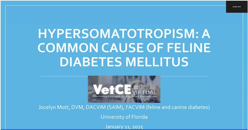 Hypersomatotropism: A Common Cause of Diabetes Mellitus in Cats