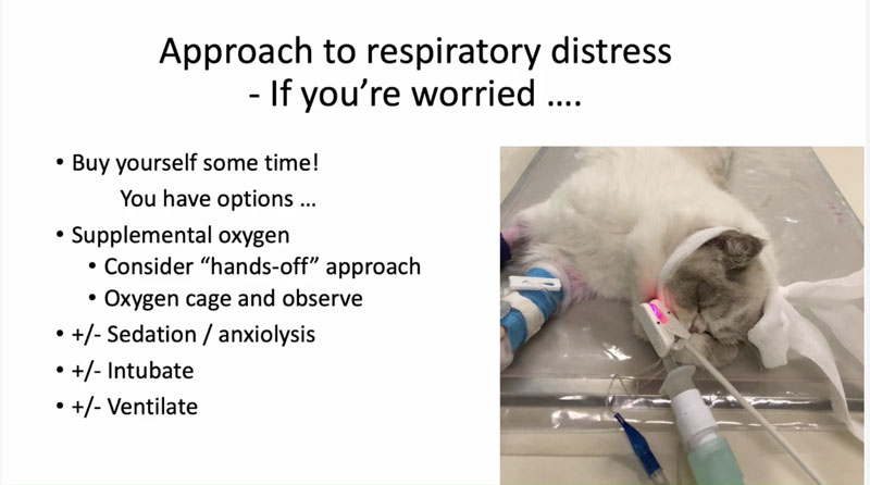 Approach to Acute Respiratory Distress in Cats