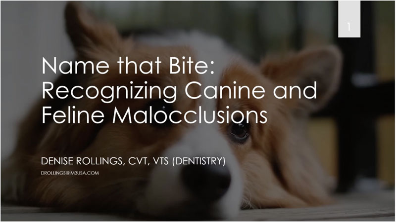 Bite Check: Detecting Malocclusions in Dogs and Cats