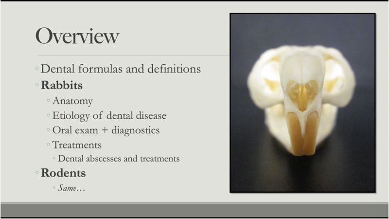 Rabbit and Rodent Dentistry