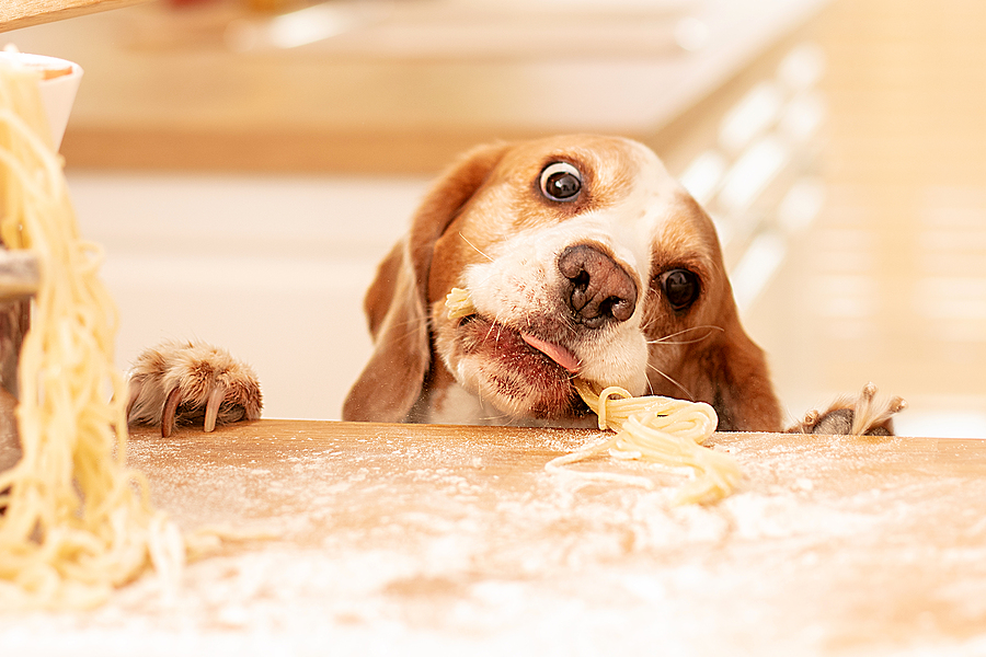 Beagle trying to steal homemade pasta from the kitchen countertop.