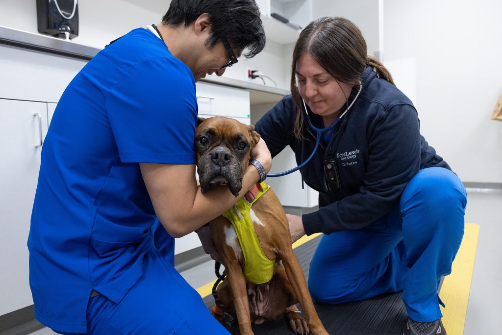 Craniectomy in dog highlights the power of specialty care