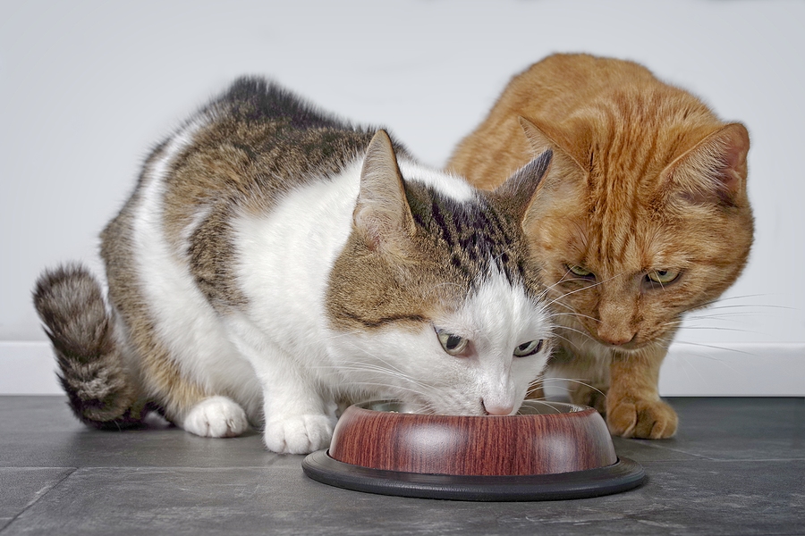 HPAI-infected cats linked to contaminated raw pet food