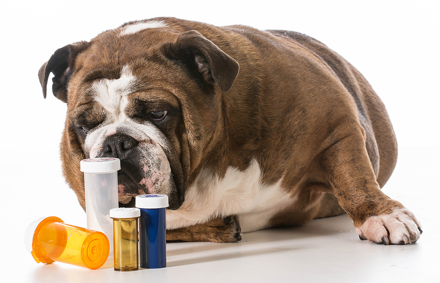 OTC meds, human food top list of pet toxins in 2024