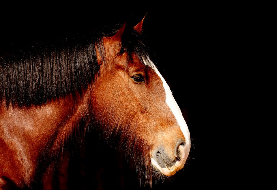 How to care for senior horses Veterinary Practice News